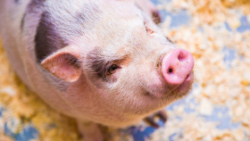 На Украине из-за падения рентабельности вырежут свиней